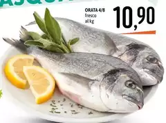 Orata 4/8