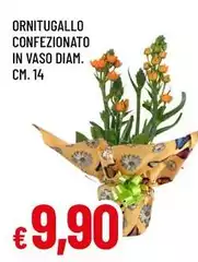 Ornitugallo Confezionato In Vaso 