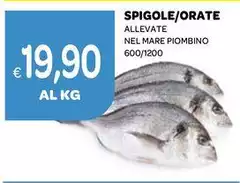 Mare - Spigole/Orate