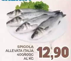 Spigola Allevata Italia