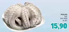 Polpo