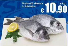 Orata 4/6 Allevata In Adriatico