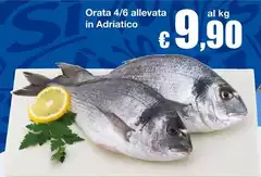 Orata 4/6 Allevata In Adriatico