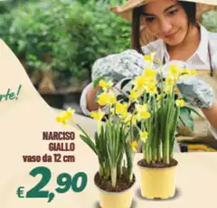 Narciso Giallo