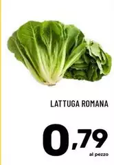 Lattuga Romana Lattuga Romana