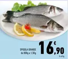 Spigola Grande Spigola Grande