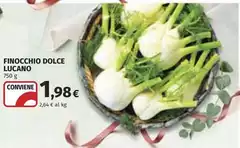 Lucano - Finocchio Dolce