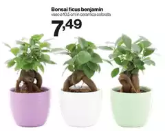 Bonsai ficus Benjamin Bonsai ficus Benjamin
