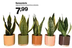 Sansevieria Sansevieria