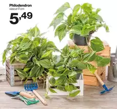 Philodendron Philodendron