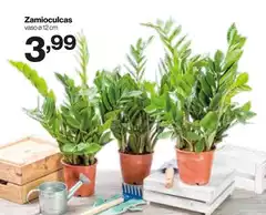 Zamioculcas Zamioculcas