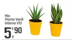 Verdi tesori - Mix Piante Interno V13