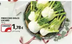 Lucano - Finocchio Dolce