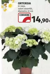 Ortensia Ortensia