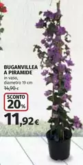 Buganvillea A Piramide Buganvillea A Piramide