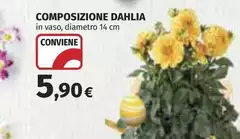Dahlia - Composizione Dahlia - Composizione