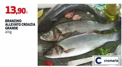 Cromaris - Branzino Allevato Croazia Grande
