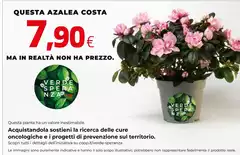 Costa - Questa Azalea