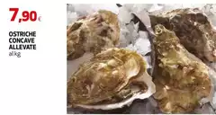 Ostriche Concave Allevate Ostriche Concave Allevate