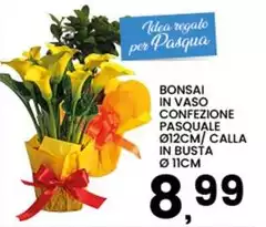 Pasqua - Bonsai In Vaso Confezione le