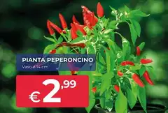 Pianta Peperoncino Vaso Ø 14 Cm Pianta Peperoncino Vaso Ø 14 Cm