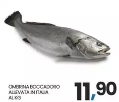 Ombrina Boccadoro Allevata In Italia Ombrina Boccadoro Allevata In Italia