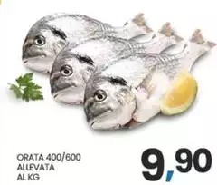 Orata 400/600 Allevata Orata 400/600 Allevata