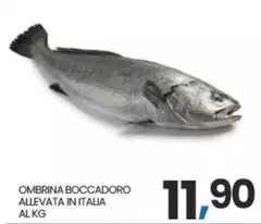 Ombrina Boccadoro Allevata In Italia