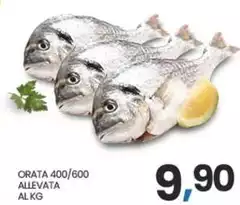 Orata 400/600 Allevata