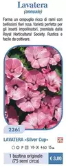 Lavatera (Annuale) Lavatera (Annuale)