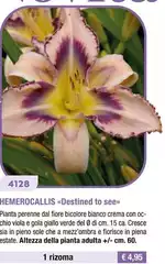 Hemerocallis Hemerocallis