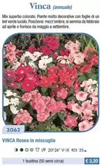 Vinca (Annuale) Vinca (Annuale)