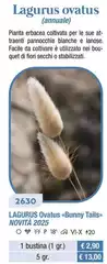 Lagurus Ovatus (Annuale) Lagurus Ovatus (Annuale)