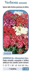 Verbena (Annuale) Verbena (Annuale)