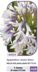Agapanthus «Queen Mum» Agapanthus «Queen Mum»