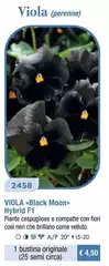 Viola (Perenne) Viola (Perenne)