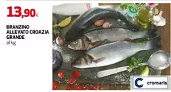 Cromaris - Branzino Allevato Croazia Grande Cromaris - Branzino Allevato Croazia Grande