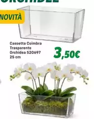 Orchidea - Cassetta Coimbra Trasparente 520697 Orchidea - Cassetta Coimbra Trasparente 520697