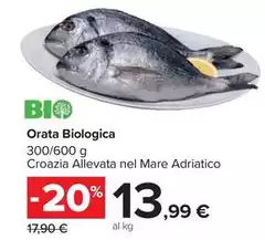 Bio - Orata logica