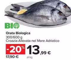 Bio - Orata logica