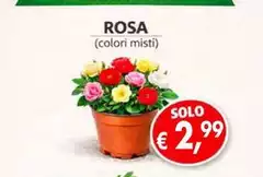 Solo - Rosa