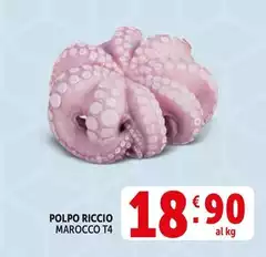 Polpo Riccio Marocco T4