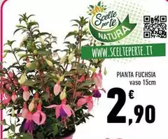 Per Te - Pianta