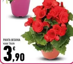 Pianta Begonia