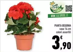 Pianta Begonia