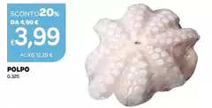 Polpo