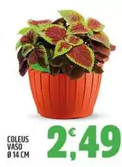Coleus Vaso 14 Cm