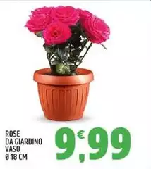 Rose Da Giardino Vaso