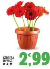 Gerbera In Vaso