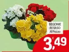 Begonia In Vaso Al Pezzo